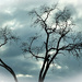 Tree against the sky by mittens