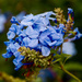 Plumbago P1265388