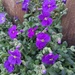 Aubrieta by 365projectorgjoworboys