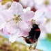 Buzzing Trees  by carole_sandford