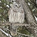 Barred Owl by radiogirl