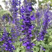 29th Mar 2025 - Salvia
