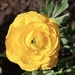Ranunculus by jeremyccc