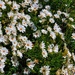 Le jardin fleuri by laroque
