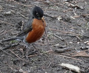 28th Mar 2025 - The Early Bird
