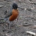 The Early Bird by 365projectorgheatherb