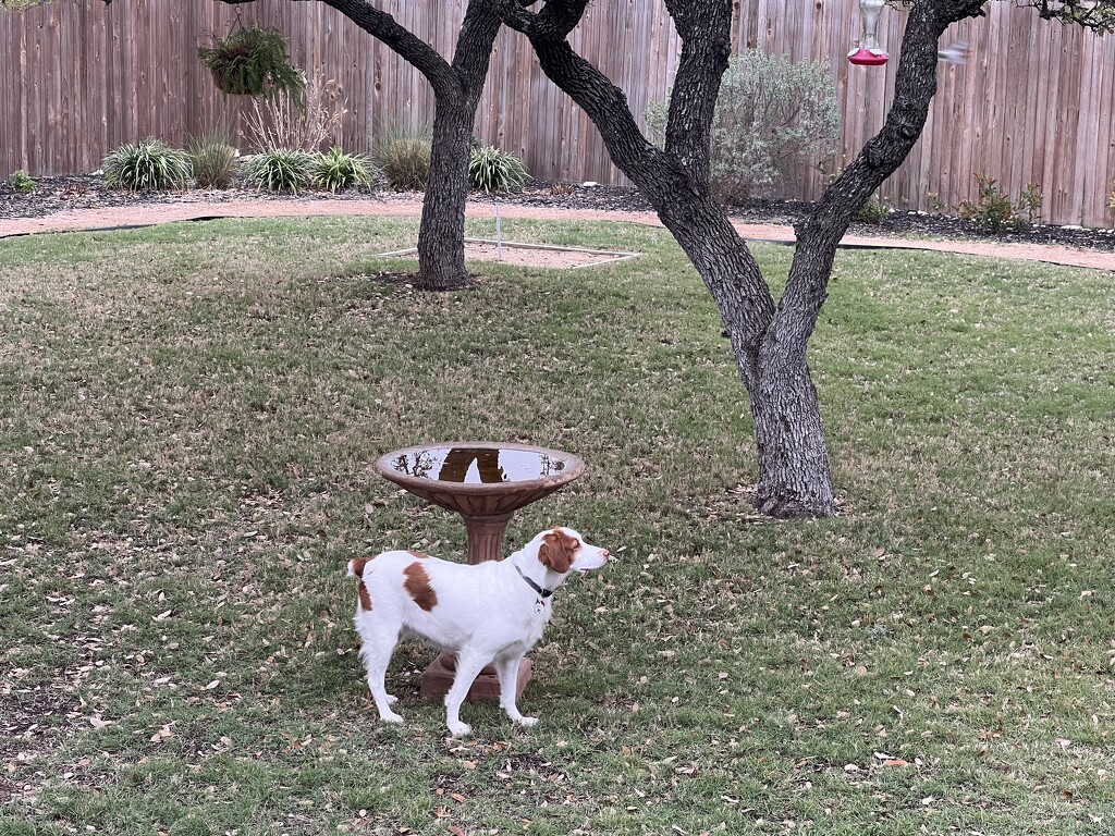 Bird dogging the bird bath  by dkellogg
