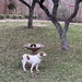 Bird dogging the bird bath 