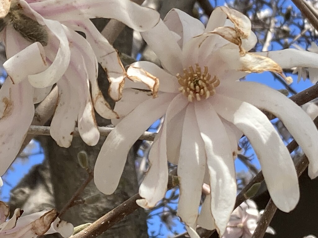 A close up of the star magnolia bloom.  by illinilass