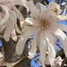 A close up of the star magnolia bloom. 