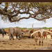 Texas Longhorns by lynne5477