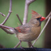Mama Cardinal  by berelaxed