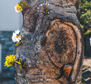 28th Mar 2025 - Cherry blossoms sprouting from trunk