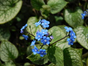 28th Mar 2025 - blue