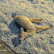 28th Mar 2025 - Roadway Tragedy