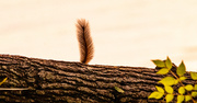 28th Mar 2025 - I Think This Guy May Have Been Giving Me a Sign!