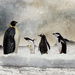 Penguins of the Antarctic by yorkshirekiwi