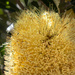 Banksia up close