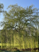29th Mar 2025 - IMG_6036