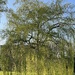 IMG_6036 by agnesvanderlindeicloudcom