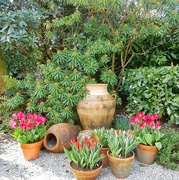 29th Mar 2025 - Spring flowers....