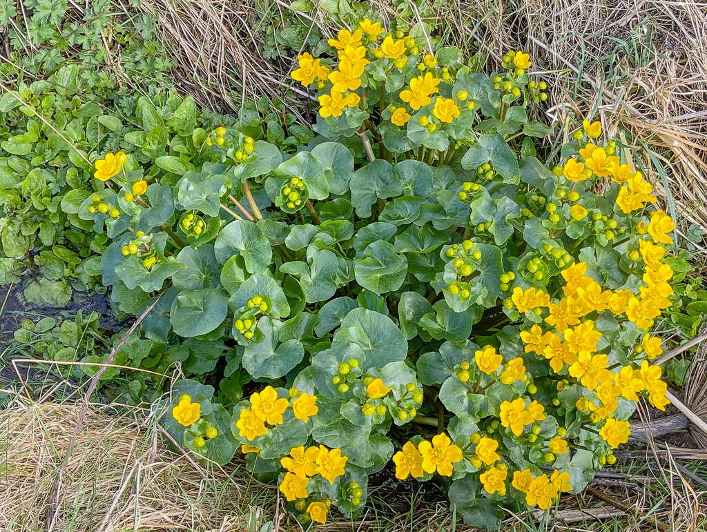 Marsh Marigold by lifeat60degrees