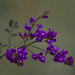 Hardenbergia PA126024