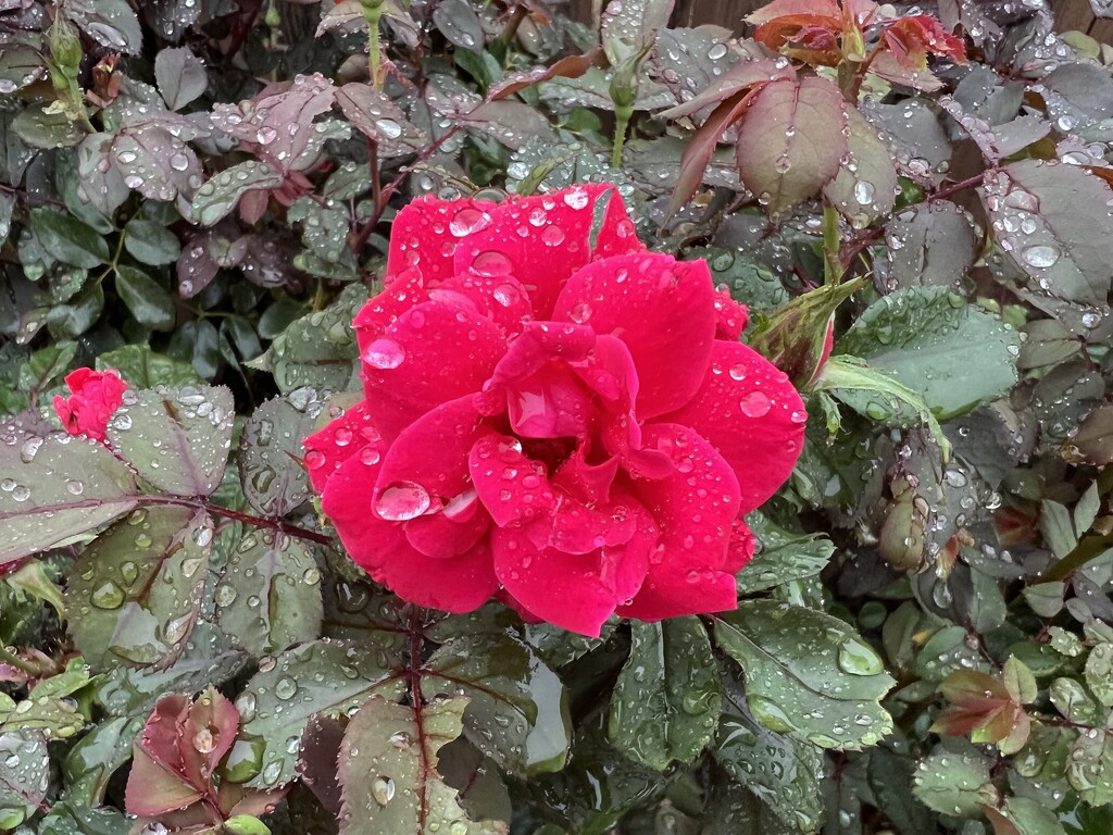 Loving the rain by dkellogg