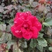 Loving the rain