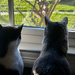 Birdwatching