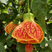 Abutilon Flowering Maple