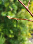 29th Mar 2025 - About to Unfold