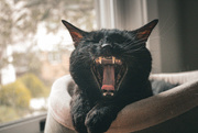 29th Mar 2025 - Yawning Kitty