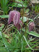 29th Mar 2025 - snakeshead fritillaries 