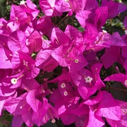 30th Mar 2025 - Pink