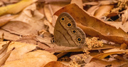 29th Mar 2025 - Butterfly or Moth!