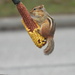 Chipmunk and lunch by amyk