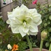 Our amaryllis  by loweygrace