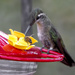 Strange Buddies Share a Feeder