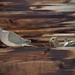 Papa Dove Is Building A Nest For Mama