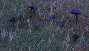 30th Mar 2025 - Black fungus