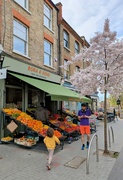 29th Mar 2025 - Tomato heaven 