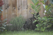 29th Mar 2025 - We can still see You !