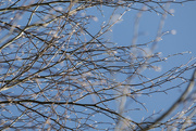 30th Mar 2025 - A tangle of branches