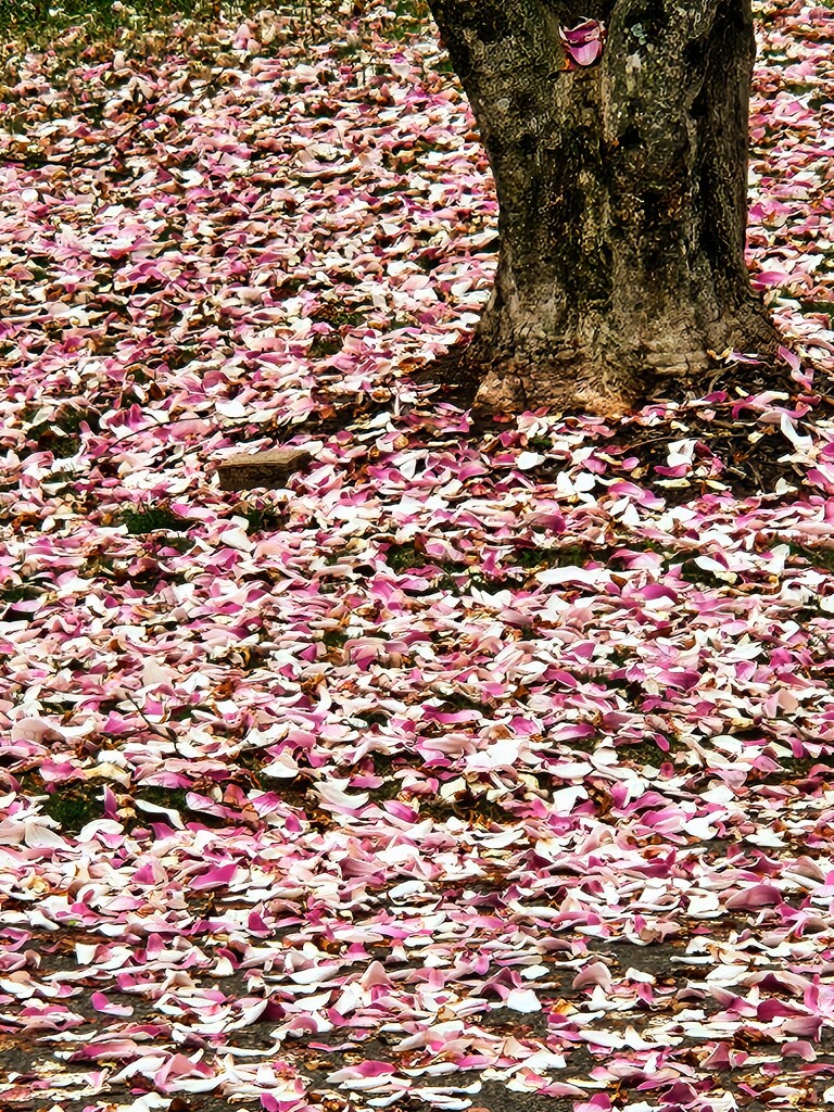 Petal Carpet by alyclark