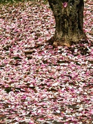 30th Mar 2025 - Petal Carpet