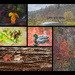 Looking Back - Feelings of Fall