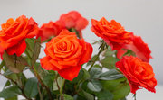 30th Mar 2025 - Rainbow month orange 5