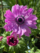 28th Mar 2025 - Anemones
