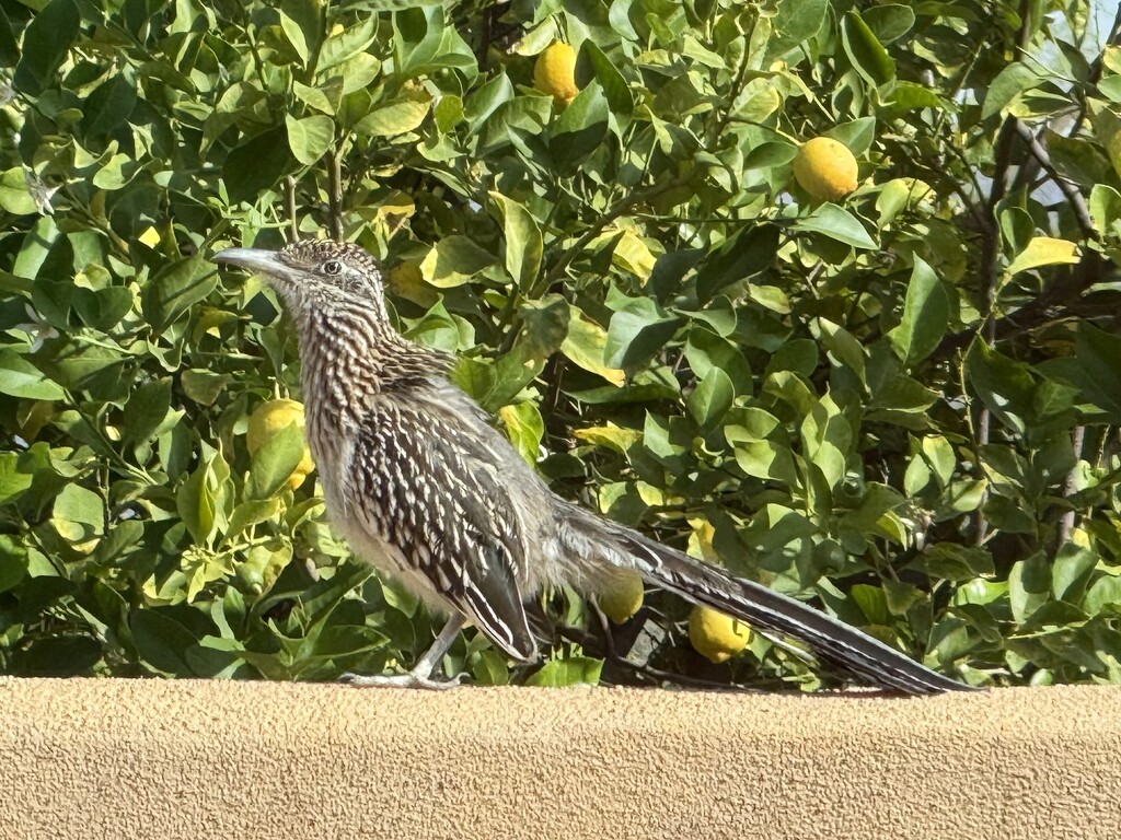 Good Morning, Road Runner by mamabec